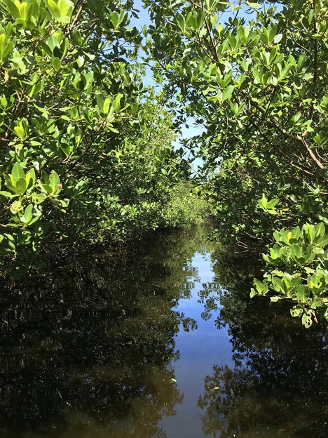 Mangroves I 1-20-21