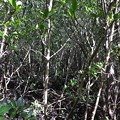 Photos: Mangroves IV 1-20-21