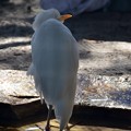 Photos: Cattle Egret 1-20-21