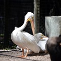 Photos: American White Pelican 1-20-21