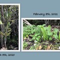 Photos: Cactus Regeneration 2-8-21