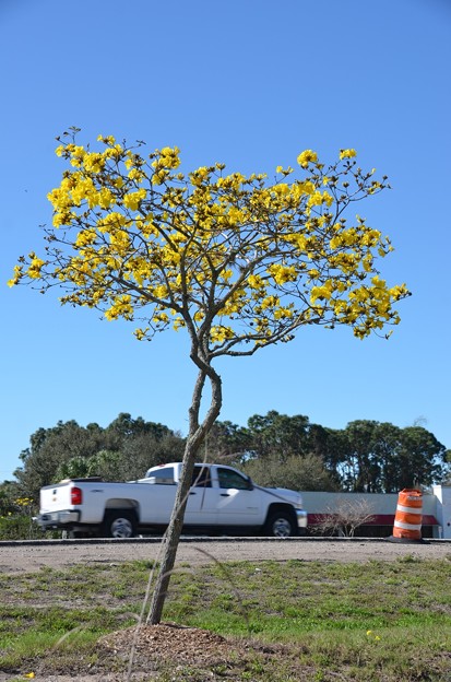 Photos: a Golden Trumpet Tree and a Chevy 2-20-21