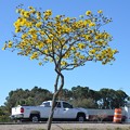 a Golden Trumpet Tree and a Chevy 2-20-21