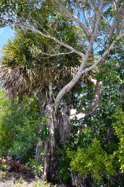 Florida Strangler Fig strangling Cabbage Palm