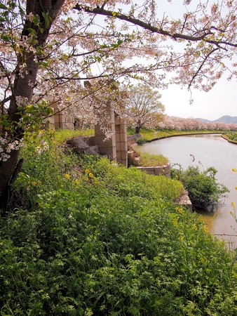 ムルデルの樋門の桜