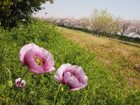 よく晴れた散歩道の桜とポピー