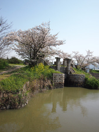 ムルデルの樋門の桜