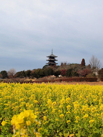 菜の花と備中国分寺五重塔