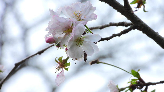 白石城の十月桜