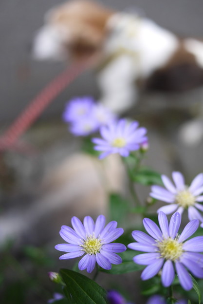 お花中心に撮ると ビーグルがボケ背景になりますね 苦笑 写真共有サイト フォト蔵
