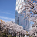 Photos: 横浜の桜　CIAC0I2170