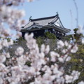 Photos: 岡崎の春