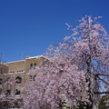 Photos: 公会堂と桜