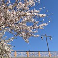Photos: 桜と橋