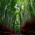 Photos: 2020_0628_151515　竹林の小径