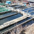 Photos: 新規開拓・片品川国際マス釣り場からのイワセン^^