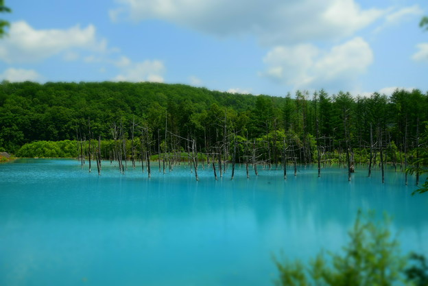 青い池（左側）