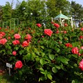 花 ＞：＜ 薔薇の花園 DSCF4630