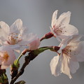 Photos: 桜5