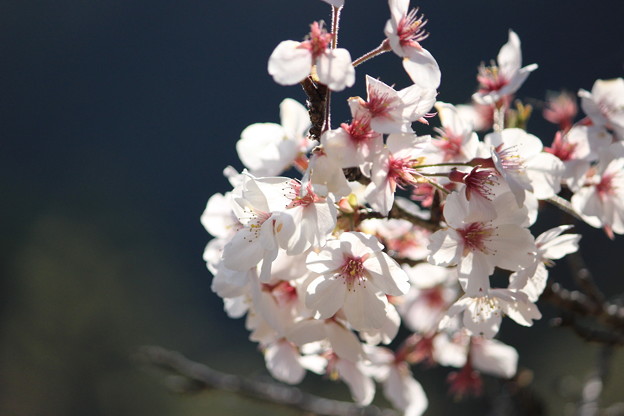 Photos: 桜7