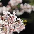 Photos: 桜8