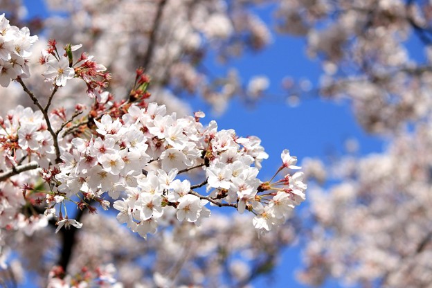 Photos: 桜9