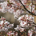 Photos: 桜11