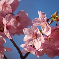 Photos: 桜2