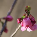 Photos: 桜4