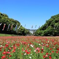 Photos: くりはま花の国