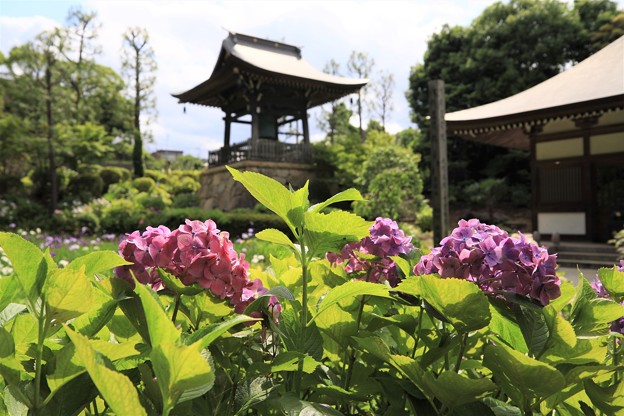 Photos: 花の寺