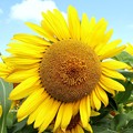 Photos: 太陽の花