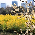 Photos: 菜の花と梅