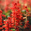 Photos: 紅い花