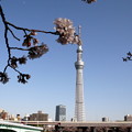 Photos: 桜の季節
