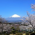 Photos: 富士桜