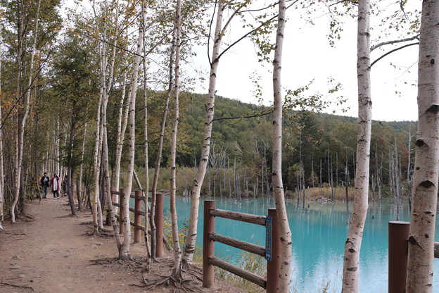 Photos: 青い池