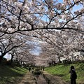 Photos: 桜並木