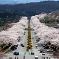 Photos: 富士霊園