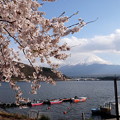Photos: 河口湖桜