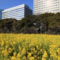 Photos: 都心の菜の花