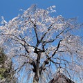Photos: しだれ桜