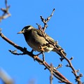Photos: 春告げ鳥