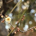 Photos: 立春早咲きの梅