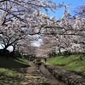 Photos: 桜の散歩道