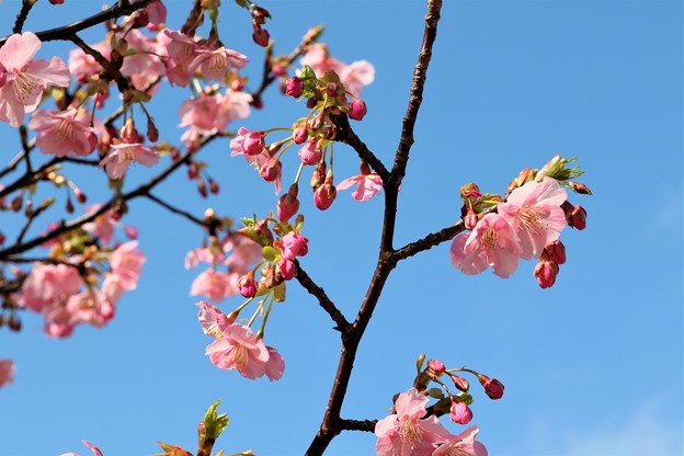Photos: 早咲きの桜