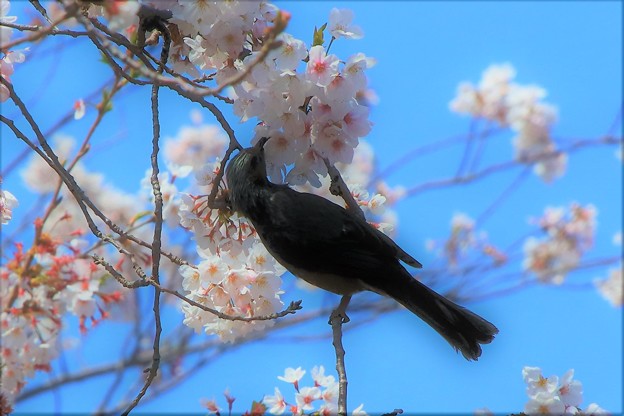 Photos: 桜に憩う