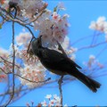 Photos: 桜に憩う
