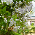 白花のデュランタ