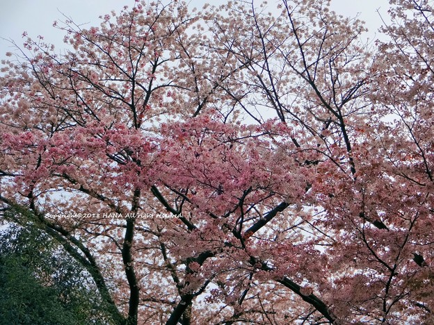 桜2018